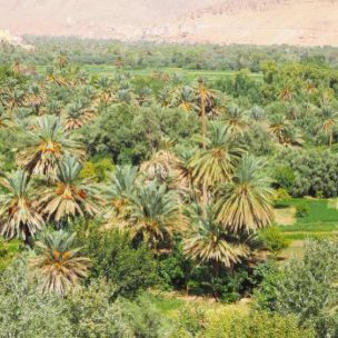 Many palm trees