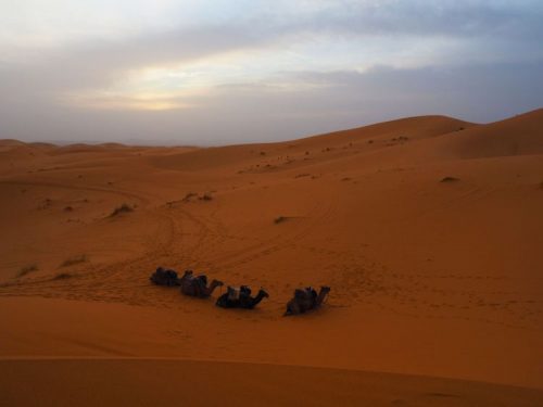 A 3 Day Adventure to the Sahara Desert ⋆ Who do I do