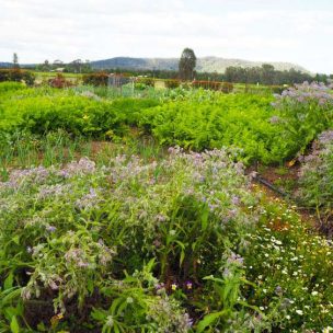 Garden at Margan