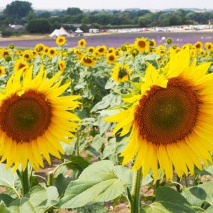 Big bright sunflowers at Hitchin