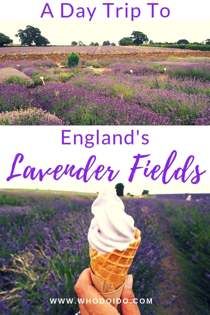 Visit England’s beautiful lavender fields – WhodoIdo: Wander through the beautiful lavender fields and take in the fragrant lavender. Explore the lavender fields when in full bloom. Don’t forget to try lavender ice cream!