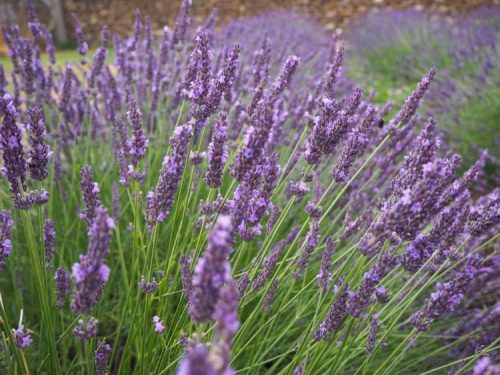 Visit England's Beautiful Lavender Fields ⋆ Who do I do