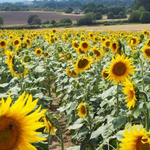 Sunflower field at Hitchin