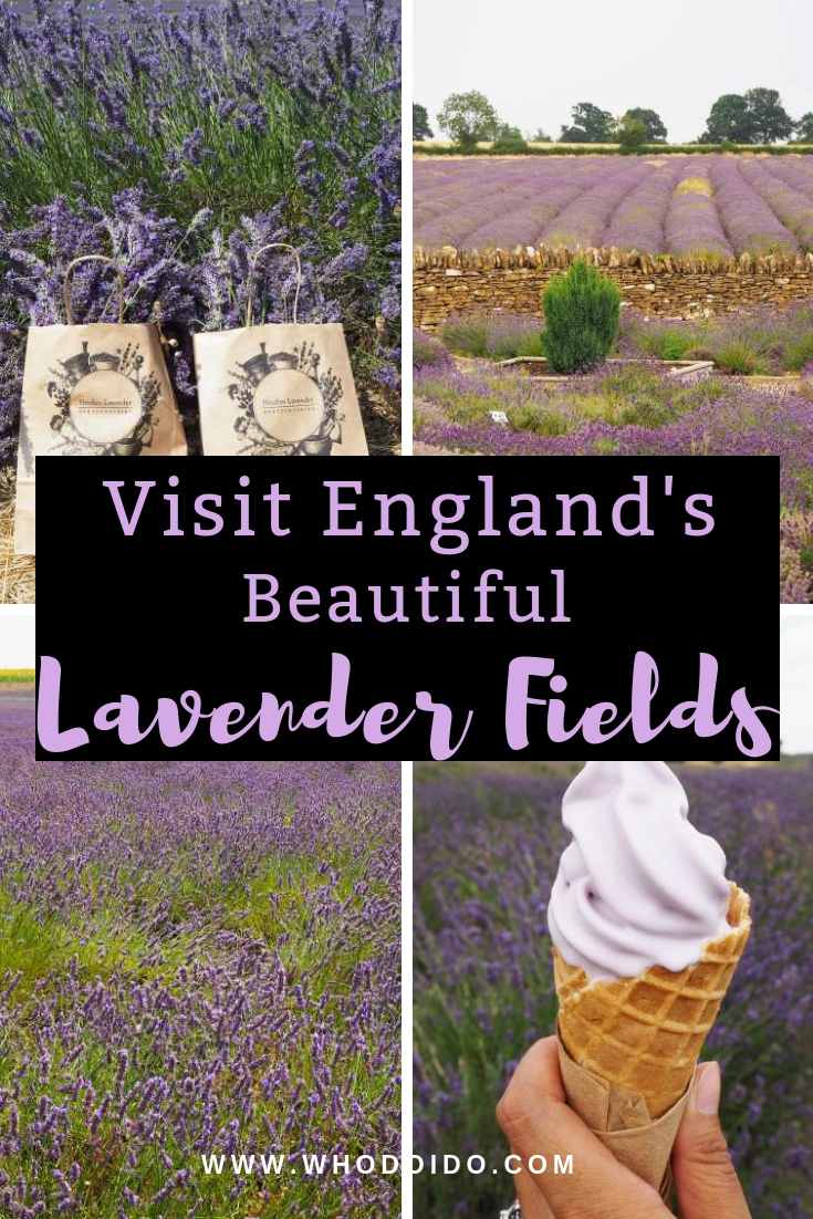 Visit England’s beautiful lavender fields – WhodoIdo: Wander through the beautiful lavender fields and take in the fragrant lavender. Explore the lavender fields when in full bloom. Don’t forget to try lavender ice cream!