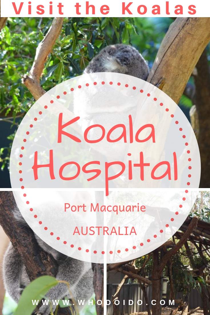 Visit the Rescued Koalas @ Koala Hospital, Port Macquarie, Australia – WhodoIdo: Take a visit to the Koala Hospital and see how the hospital looks after the sick and injured koalas. Learn about the cute koalas and get a chance to feed them!