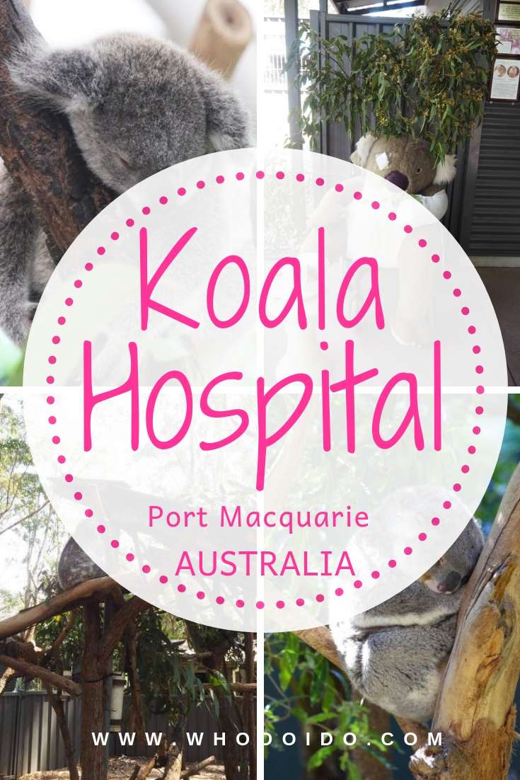 Visit the Rescued Koalas @ Koala Hospital, Port Macquarie, Australia – WhodoIdo: Take a visit to the Koala Hospital and see how the hospital looks after the sick and injured koalas. Learn about the cute koalas and get a chance to feed them!