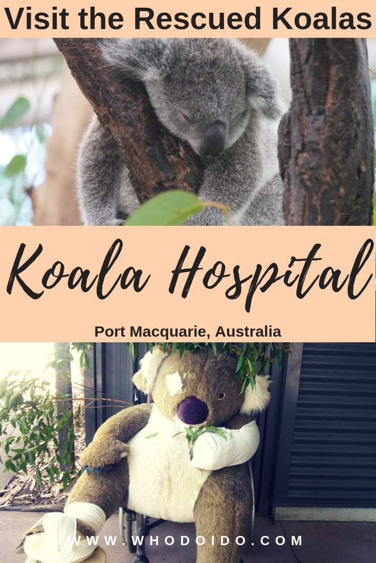 Visit the Rescued Koalas @ Koala Hospital, Port Macquarie, Australia – WhodoIdo: Take a visit to the Koala Hospital and see how the hospital looks after the sick and injured koalas. Learn about the cute koalas and get a chance to feed them!